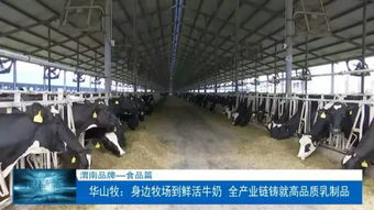 华山牧 身边牧场到鲜活牛奶 全产业链铸就高品质乳制品